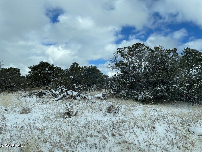 13537 Bly Station Road, Unit 414 Williams, AZ 86046 - Photo 12 of 56 a view of a dry yard with trees