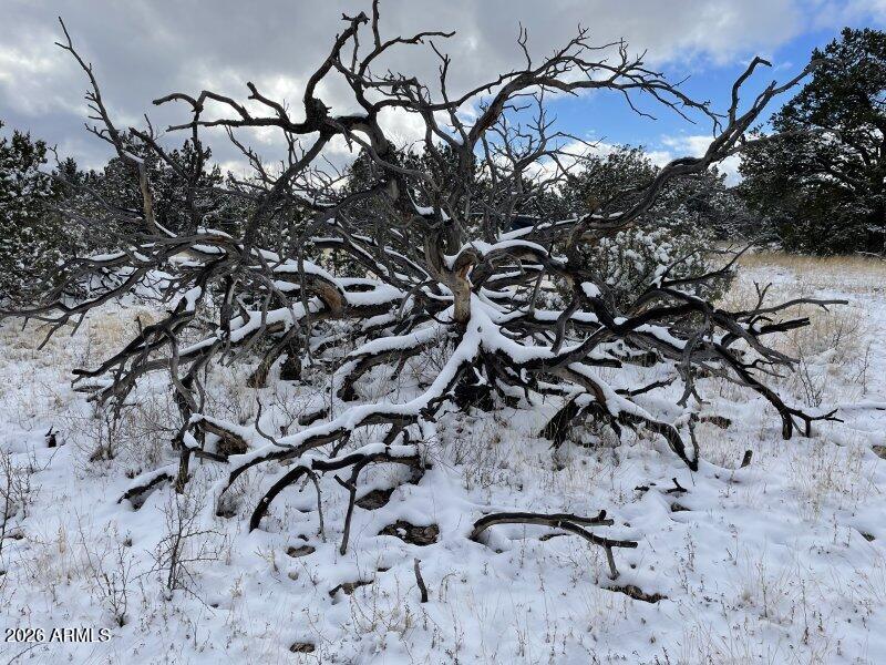 13537 Bly Station Road, Unit 414 Williams, AZ 86046 - Photo 17 of 56 a view of a tree with a tree