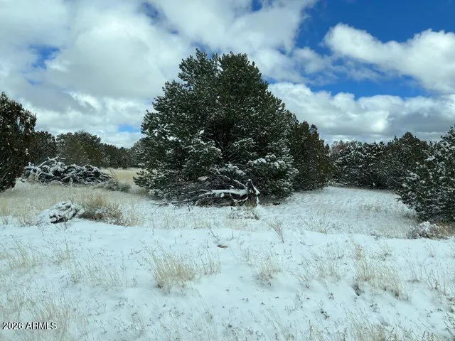a view of a dry yard with trees