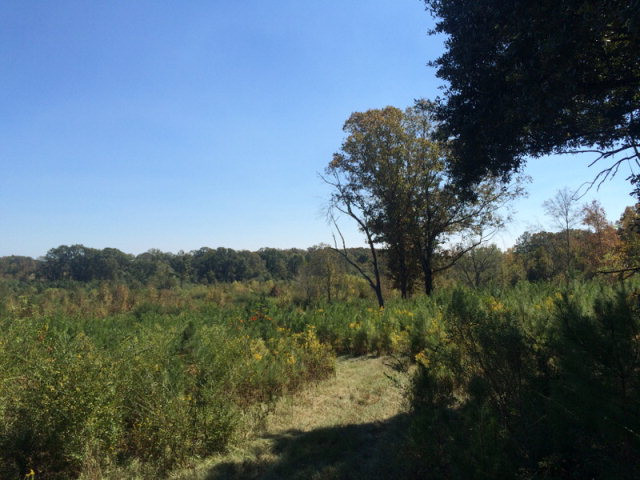 Main View