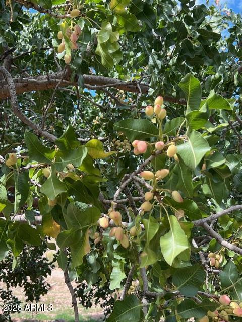 1144 West Edwards Lane Benson, AZ 85602 - Photo 29 of 30 a plant