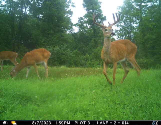 1426 Sealy Ridge Road Vincent, OH 45784 - Photo 46 of 52 T_00005