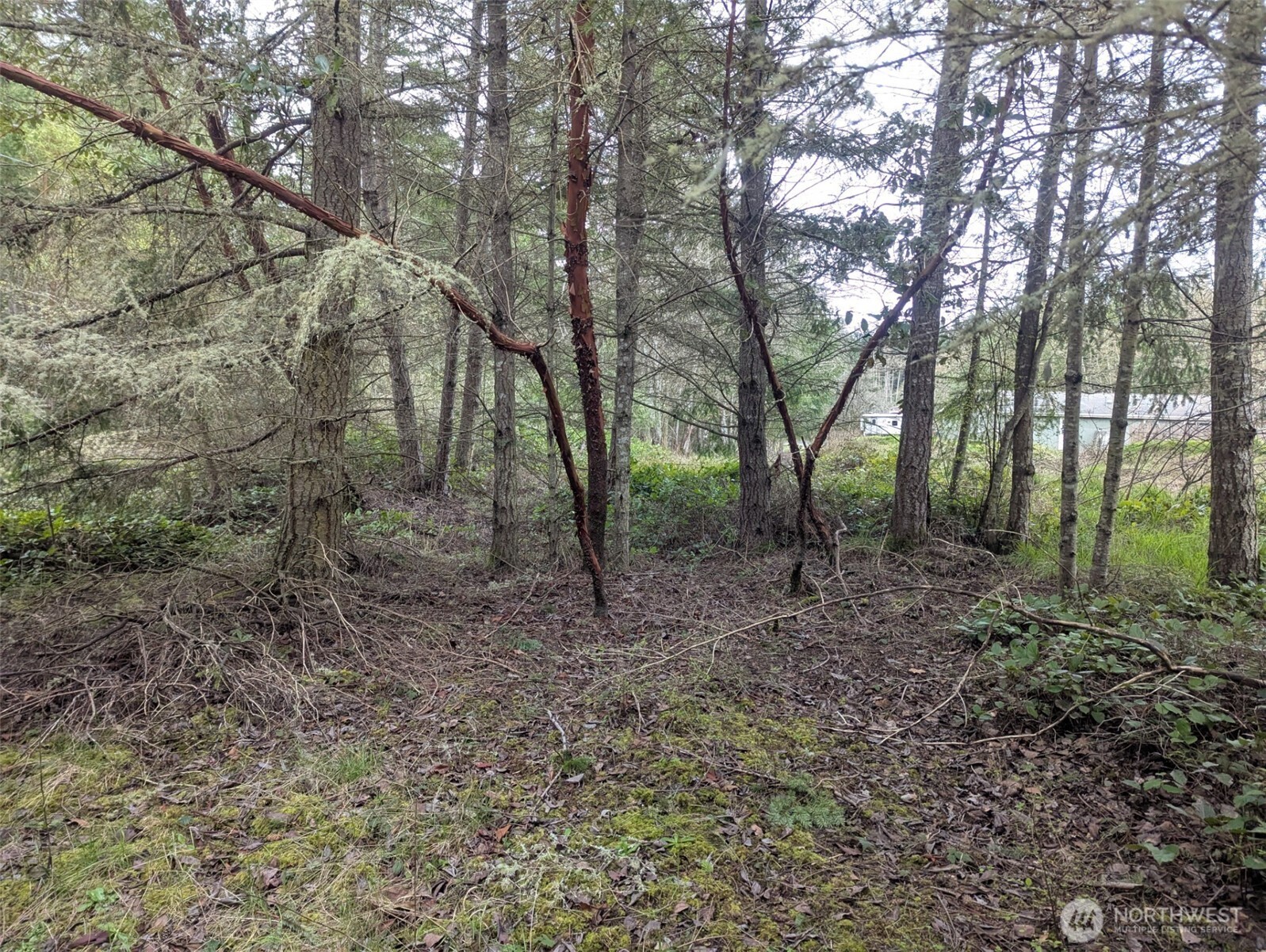 0 Critter Country Trail Sequim, WA 98382 - Photo 2 of 11 a view of a forest with trees in the background