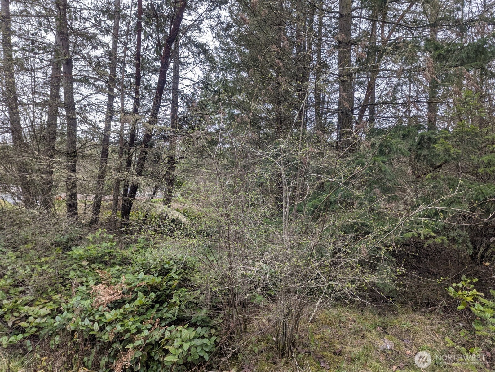 0 Critter Country Trail Sequim, WA 98382 - Photo 3 of 11 a view of a forest with lots of trees