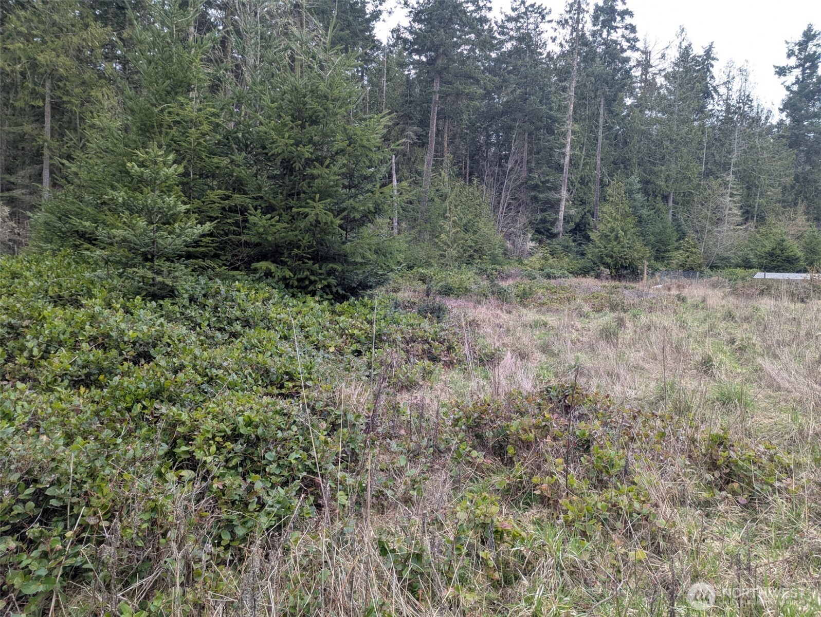 0 Critter Country Trail Sequim, WA 98382 - Photo 4 of 11 a view of a forest with trees in the background