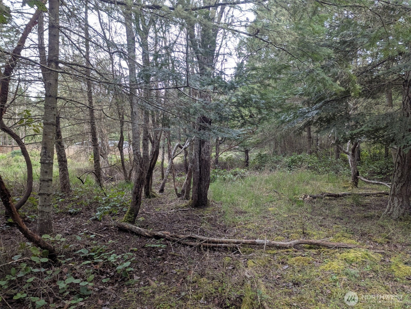 0 Critter Country Trail Sequim, WA 98382 - Photo 5 of 11 a view of a forest with trees in the background
