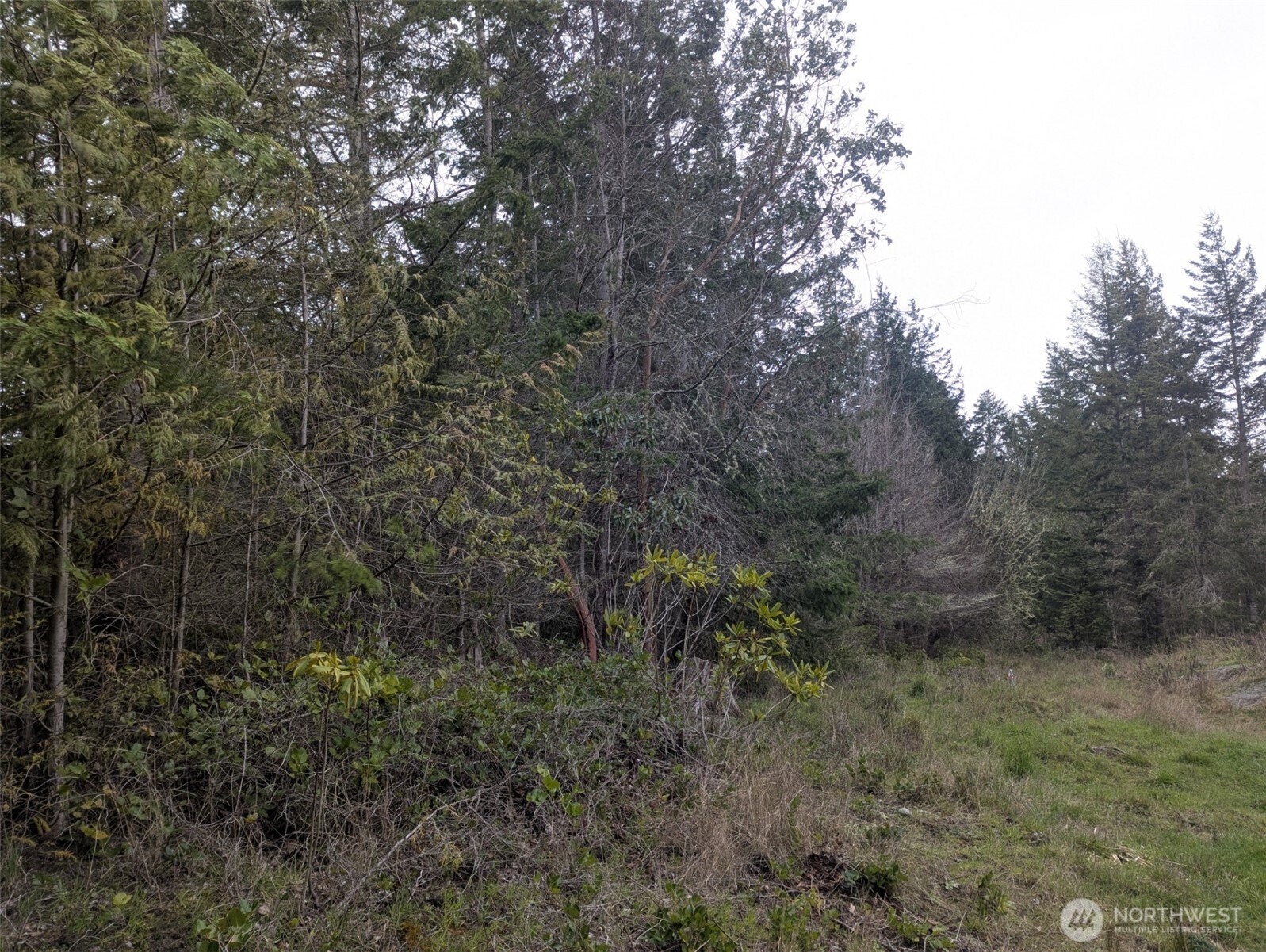 0 Critter Country Trail Sequim, WA 98382 - Photo 6 of 11 a view of a forest with lots of trees