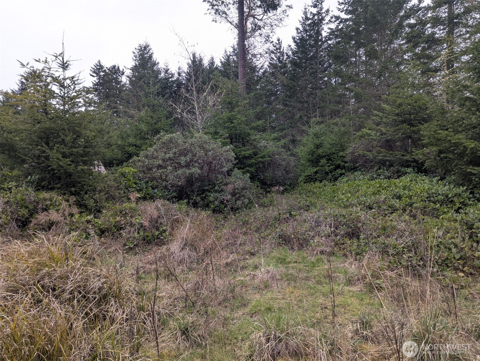 0 Critter Country Trail Sequim, WA 98382 - Photo 7 of 11 a view of a forest with trees in the background