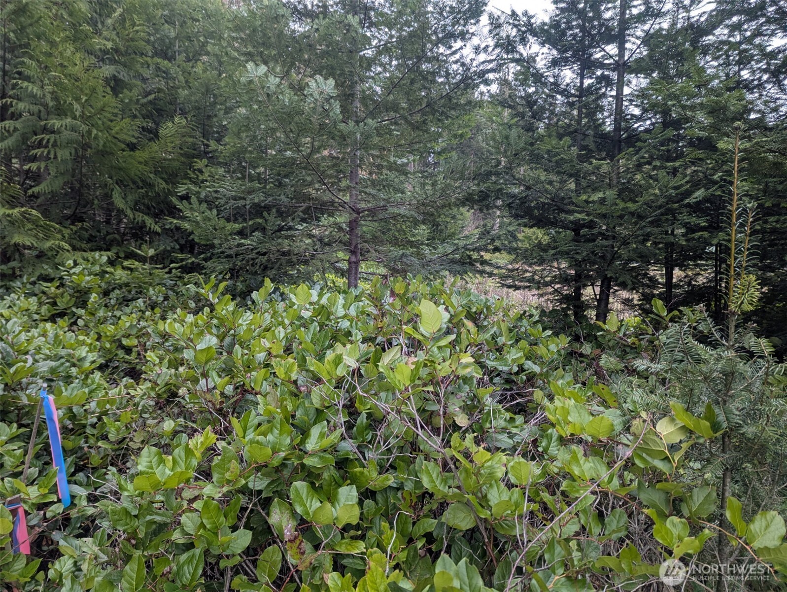 0 Critter Country Trail Sequim, WA 98382 - Photo 10 of 11 a view of a lush green forest