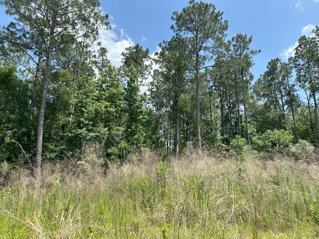 Lot 7 South Springhill Road Gordon, AL 36343 - Photo 12 of 14