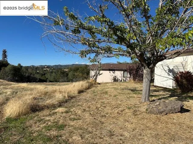 a view of a yard with an tree