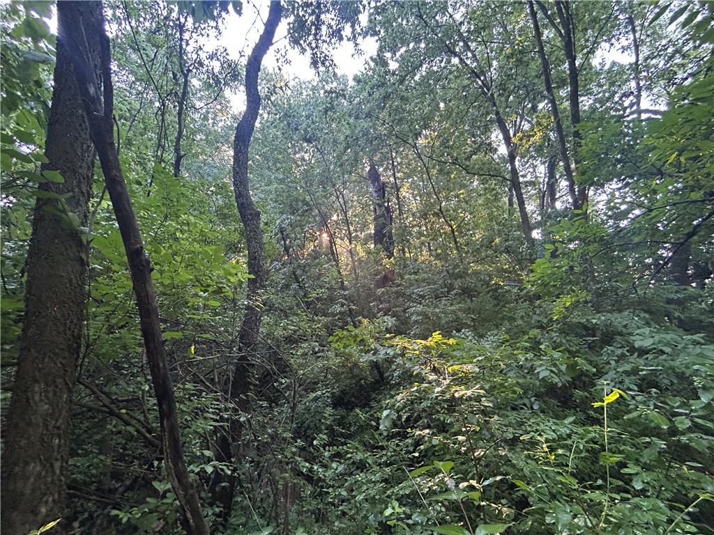 Mount Auburn Blacktop Decatur Il 62522 Decatur, IL 62522 - Photo 21 of 22 a view of a forest with trees