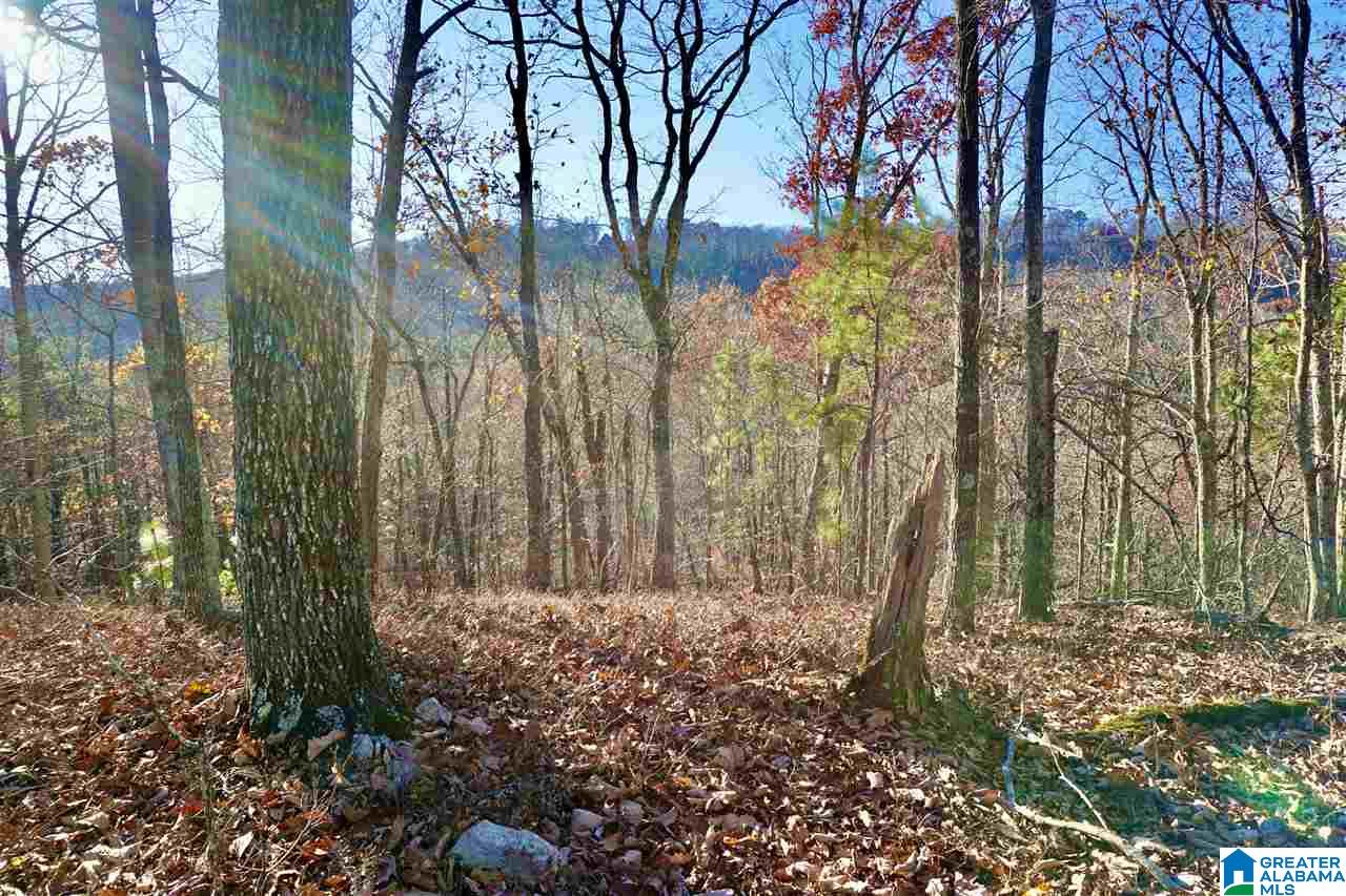 0 Whites Gap Road Jacksonville, AL 36265 - Photo 4 of 31