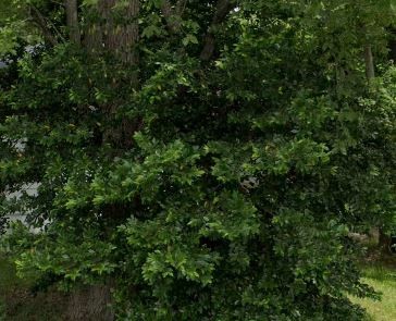 0 Arabella Street Houston, TX 77091 - Photo 2 of 2 a view of a lush green forest