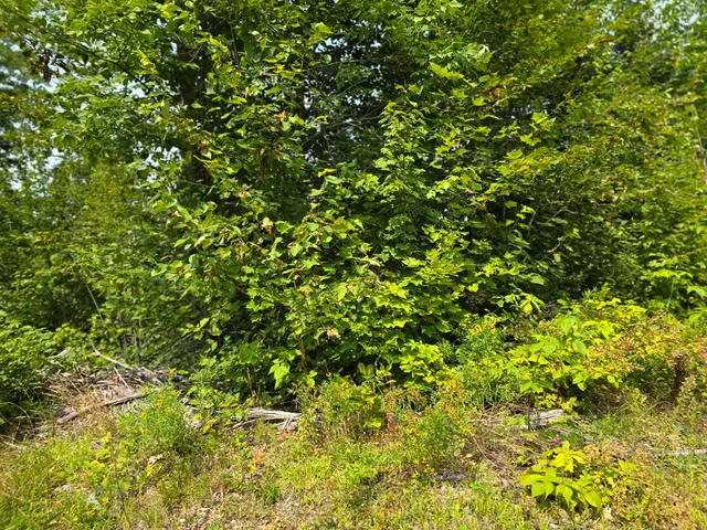 $39,000 | Lot7 Lot7 Bear Brook, Sebec, ME 04481