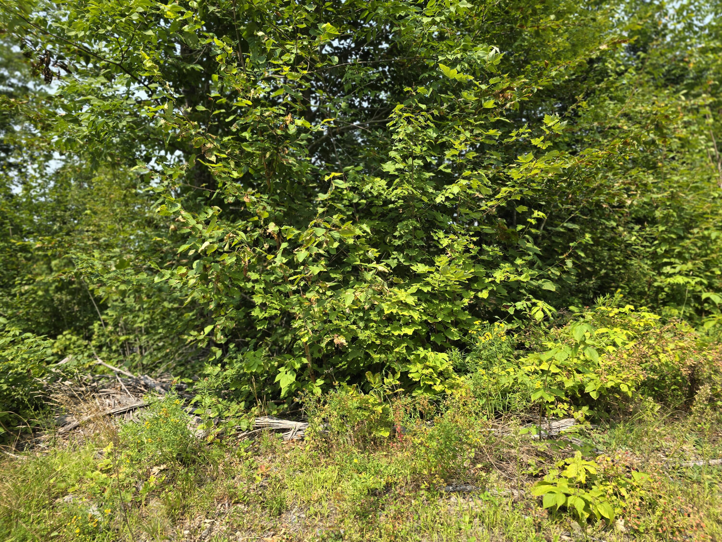 Lot7 Lot7 Bear Brook Sebec, ME 04481 - Photo 15 of 18 Lot 7-3