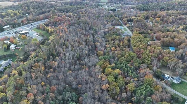 a view of a forest with a tree