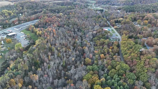 a view of a forest with a tree