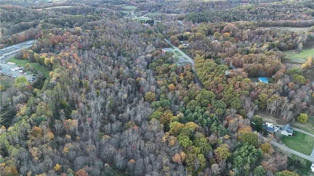 a view of a forest with a tree