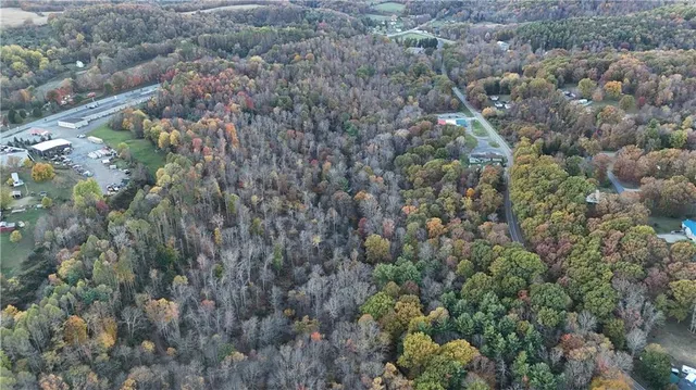 a view of a forest with a tree