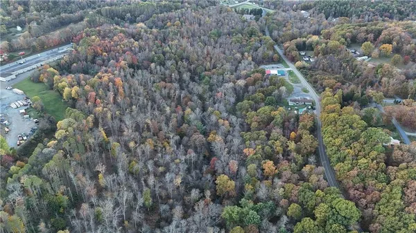 a view of a forest with a tree