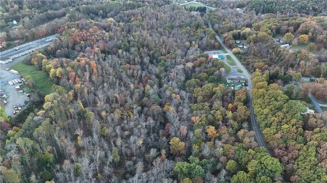 a view of a forest with a tree
