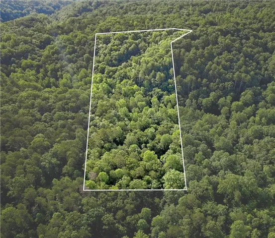 a view of a lush green forest