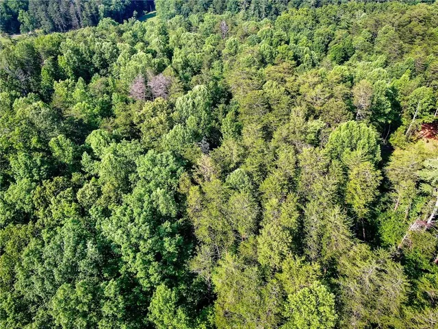 a view of a lush green forest