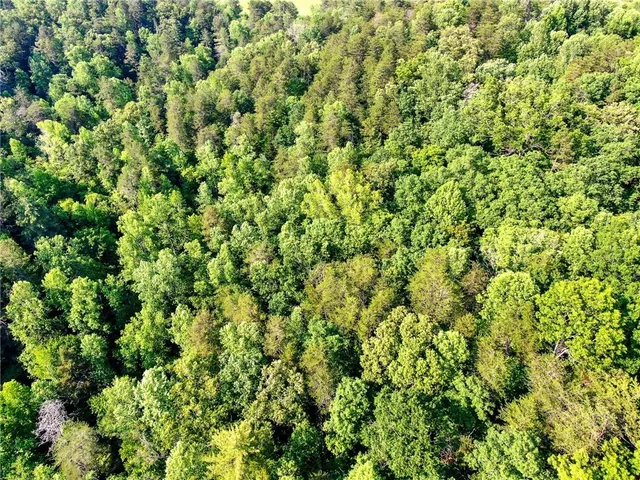 a view of a bunch of trees