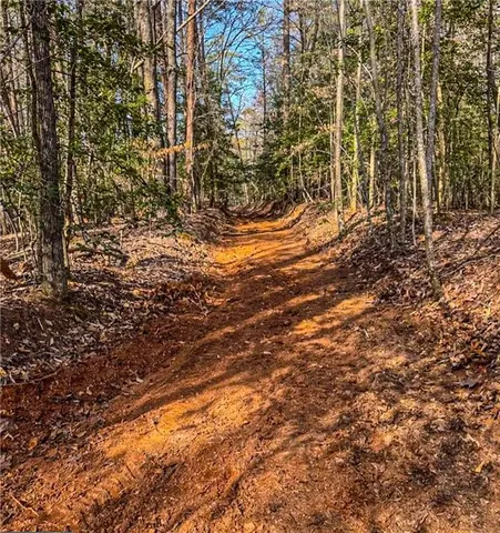 a view of trees and covered with tall trees