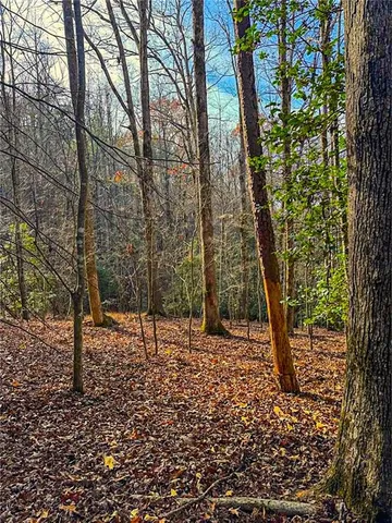 a view of a forest with a tree