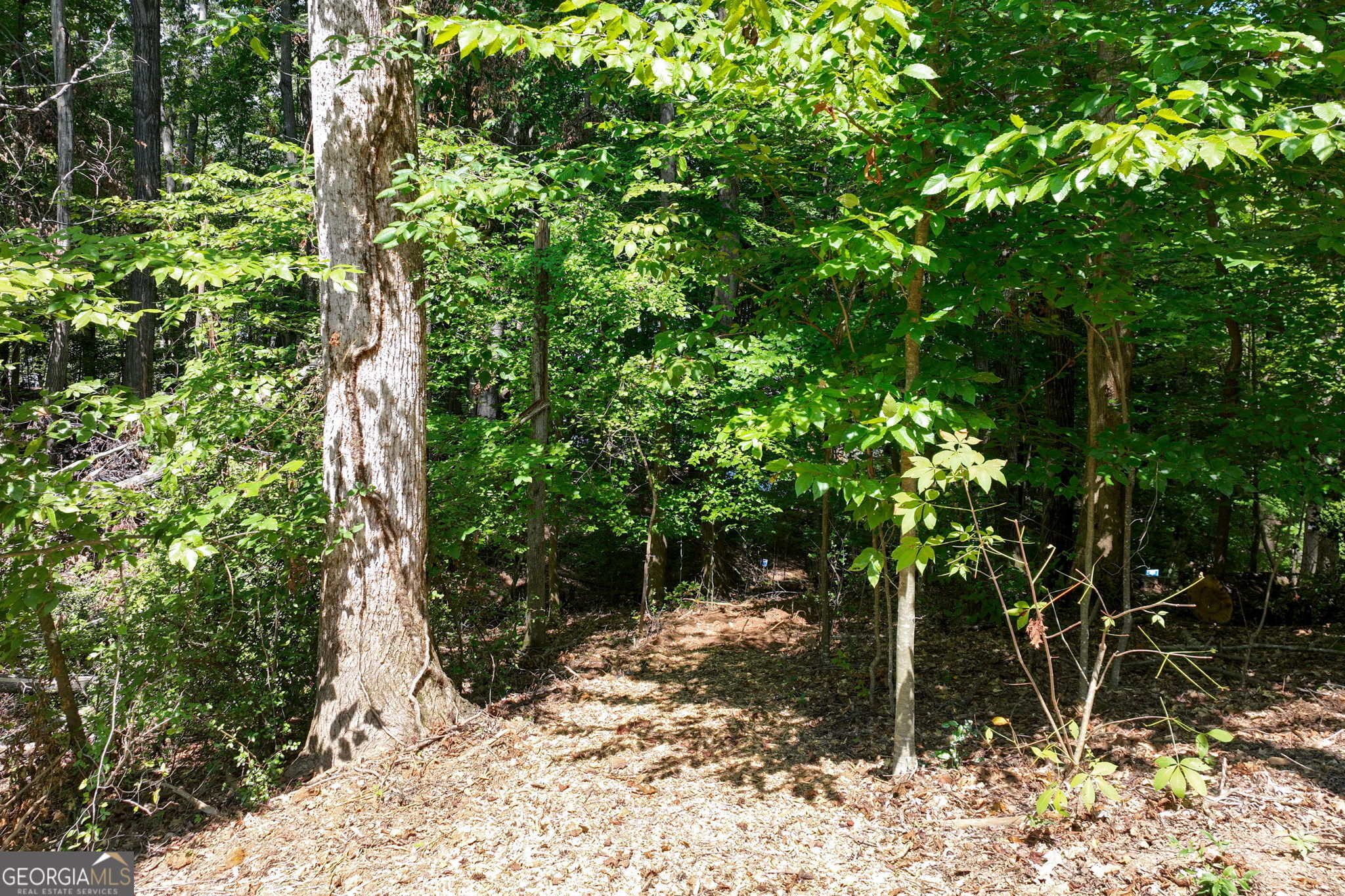 3114 Lake Ranch Drive Gainesville, GA 30506 - Photo 47 of 58 a view of a tree in a yard