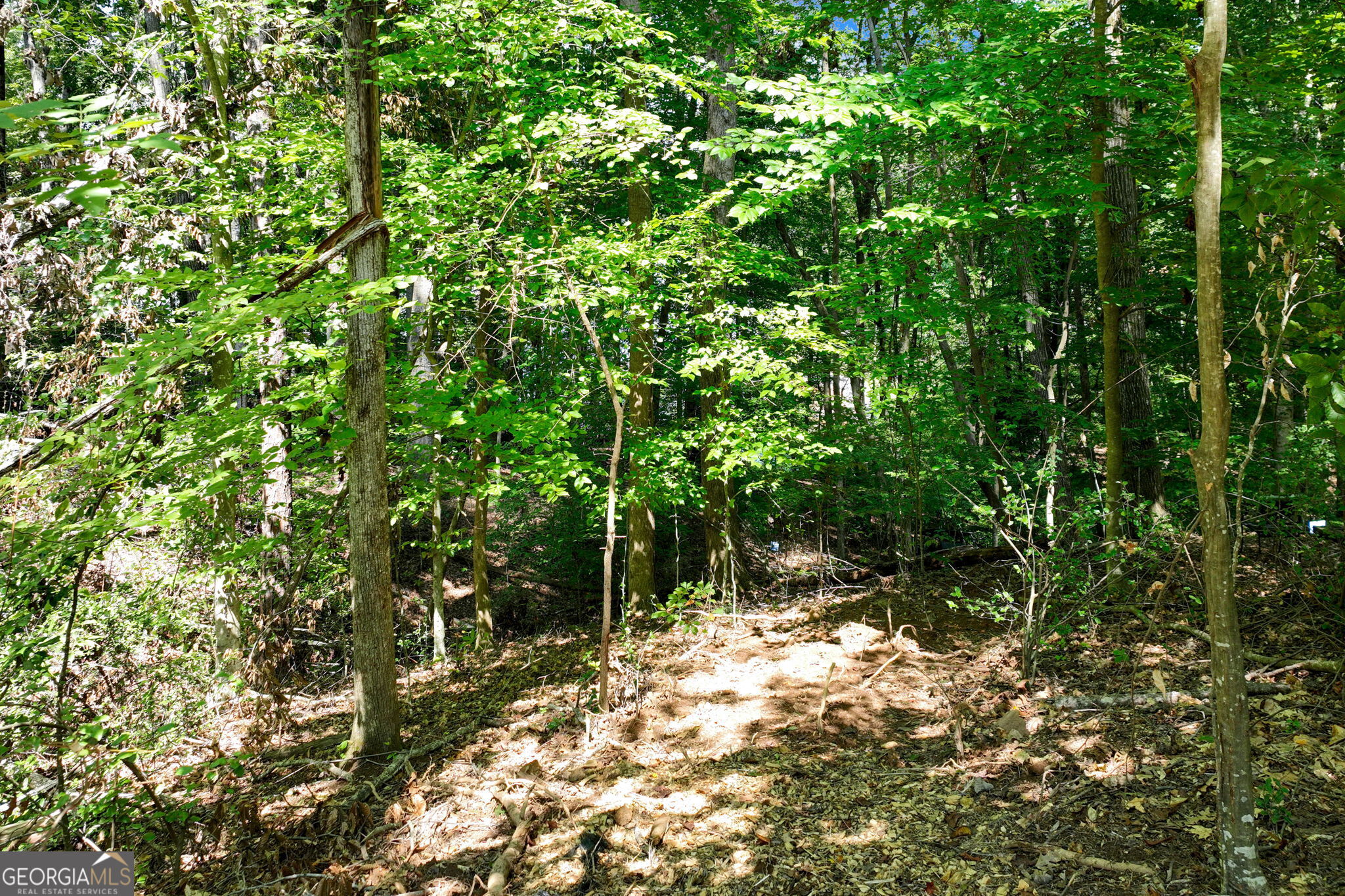 3114 Lake Ranch Drive Gainesville, GA 30506 - Photo 48 of 58 a view of a yard with plants and tree