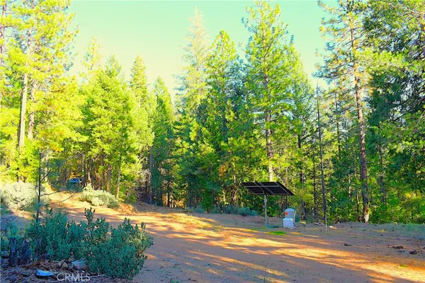 a view of a yard with plants and trees