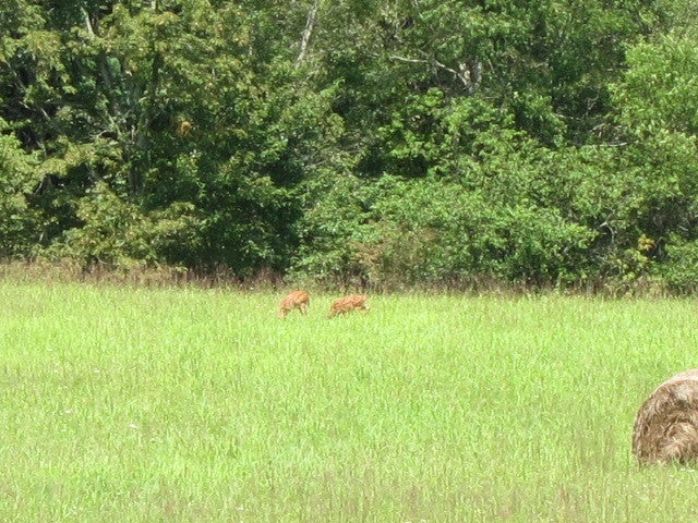 2025 Pete Lynch Road Secondcreek, WV 24974 - Photo 67 of 94 Plenty of wildlife too.