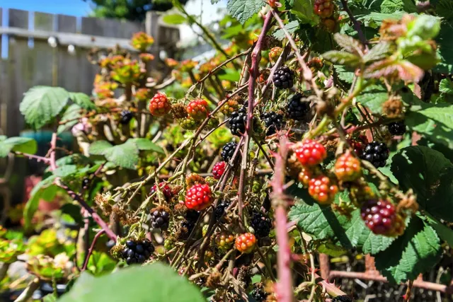 $949,000 | 214 Louisburg Street, San Francisco, CA 94112