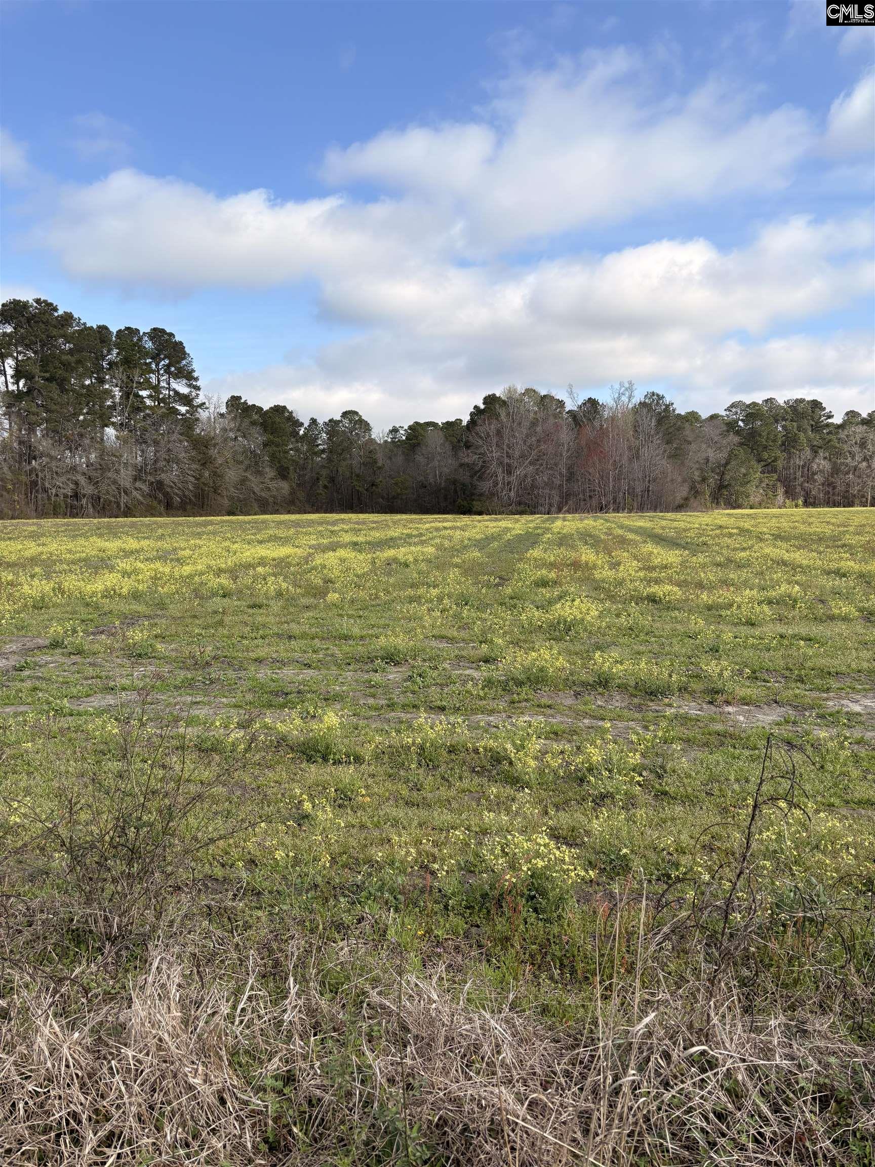 0 Bryant Road Reevesville, SC 29471 - Photo 5 of 7