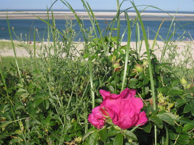 318 Lincoln Road Hyannis, MA 02601 - Photo 36 of 37 IMG_8755