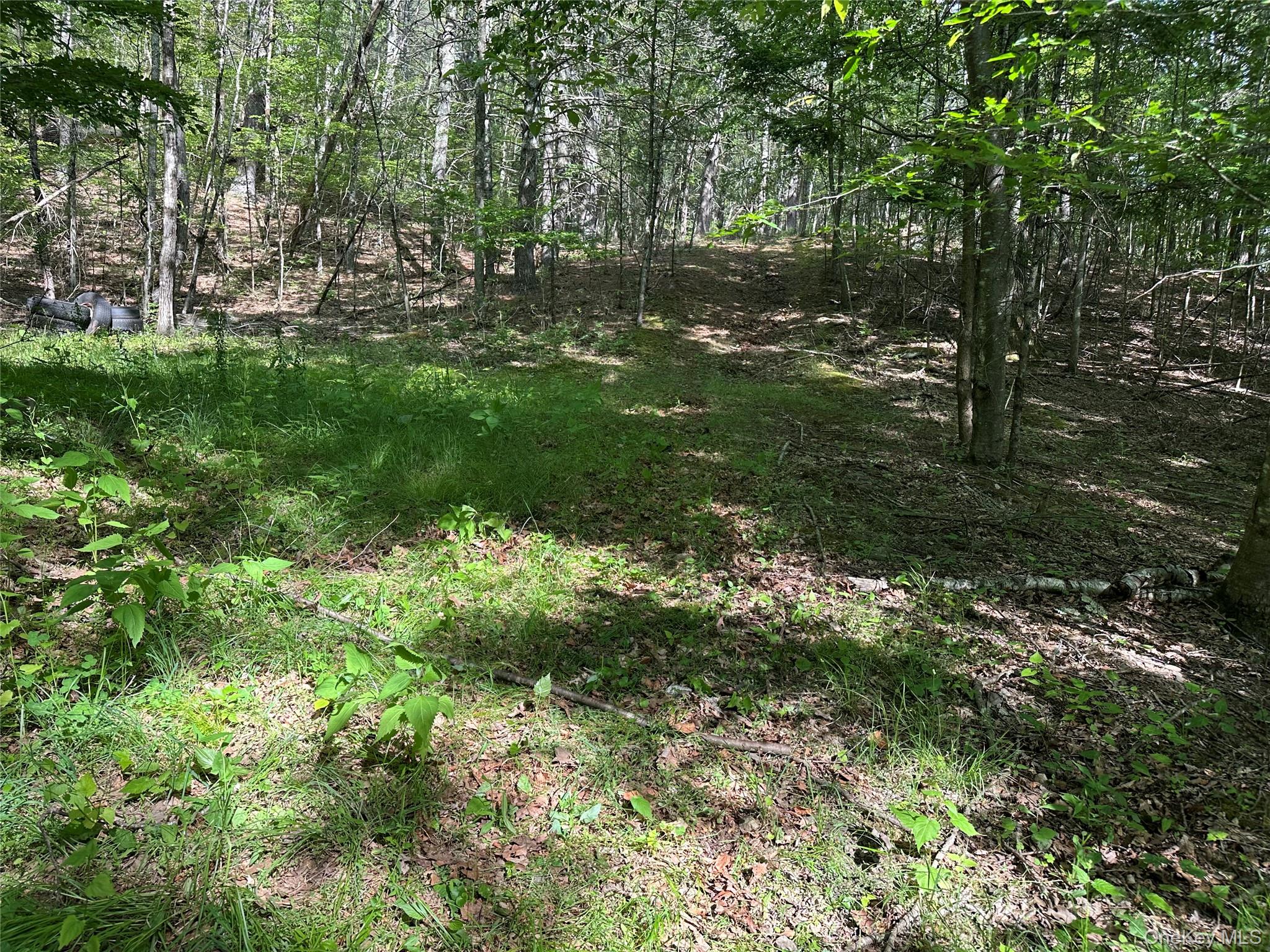 804 Hearts Content Road Cairo, NY 12473 - Photo 30 of 34 a view of a lush green space