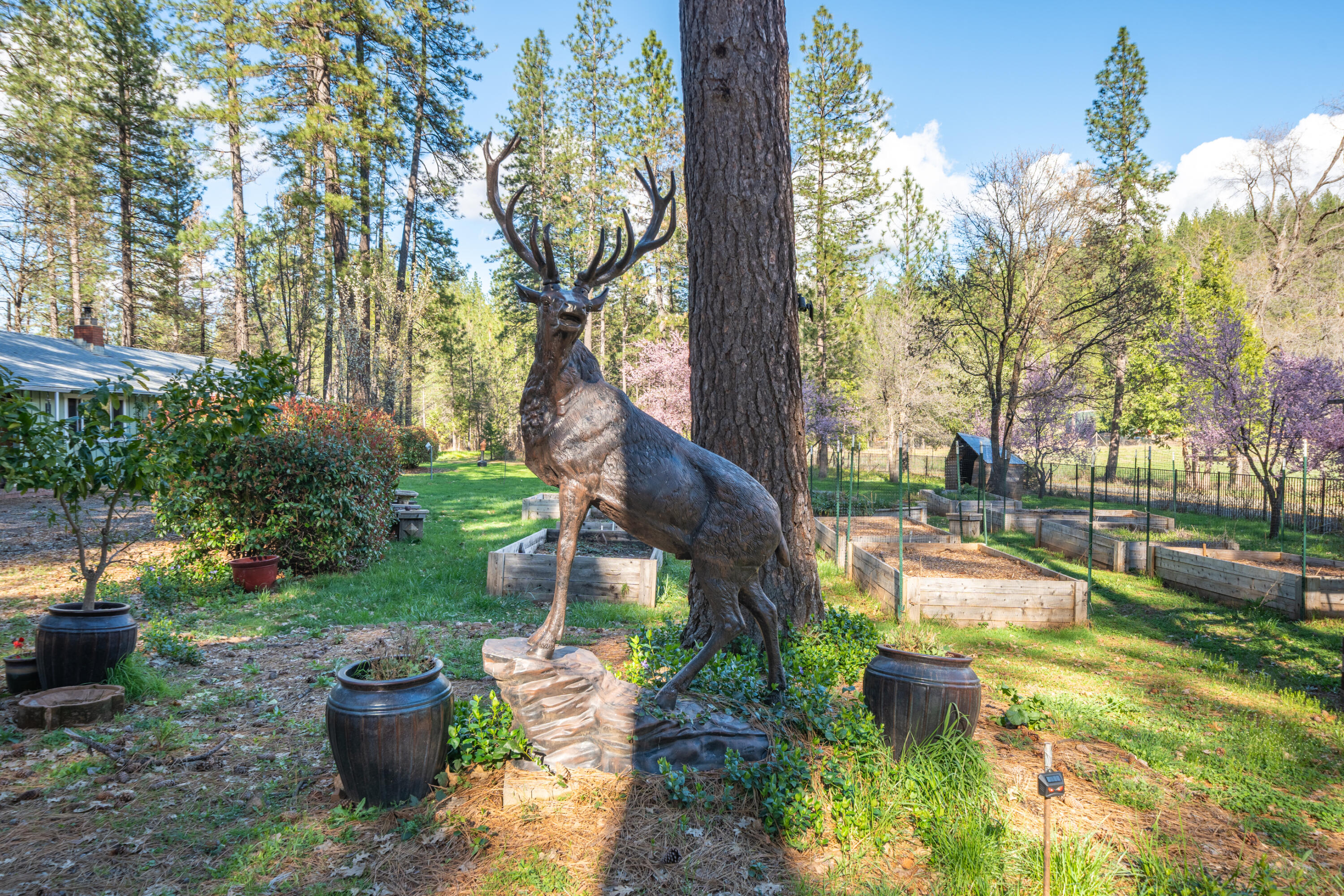 29276 Bullskin Ridge Road Oak Run, CA 96069 - Photo 2 of 113 a backyard of a house with lots of green space