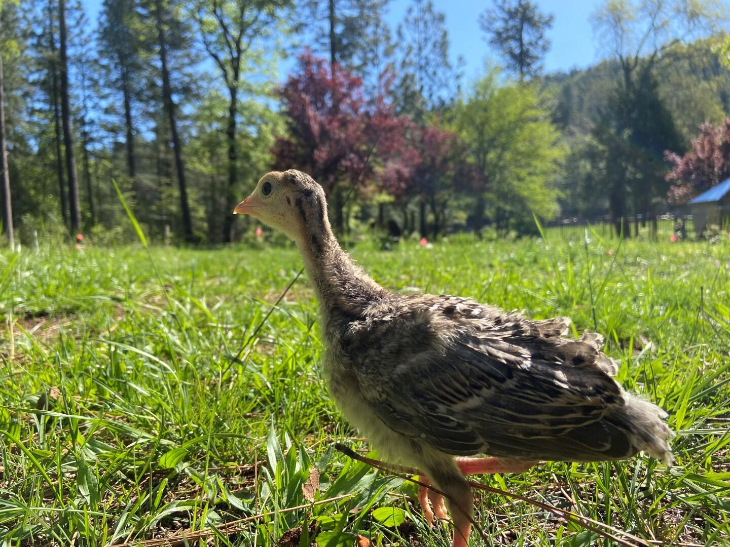 29276 Bullskin Ridge Road Oak Run, CA 96069 - Photo 65 of 113 a view of a garden with a bench in a garden