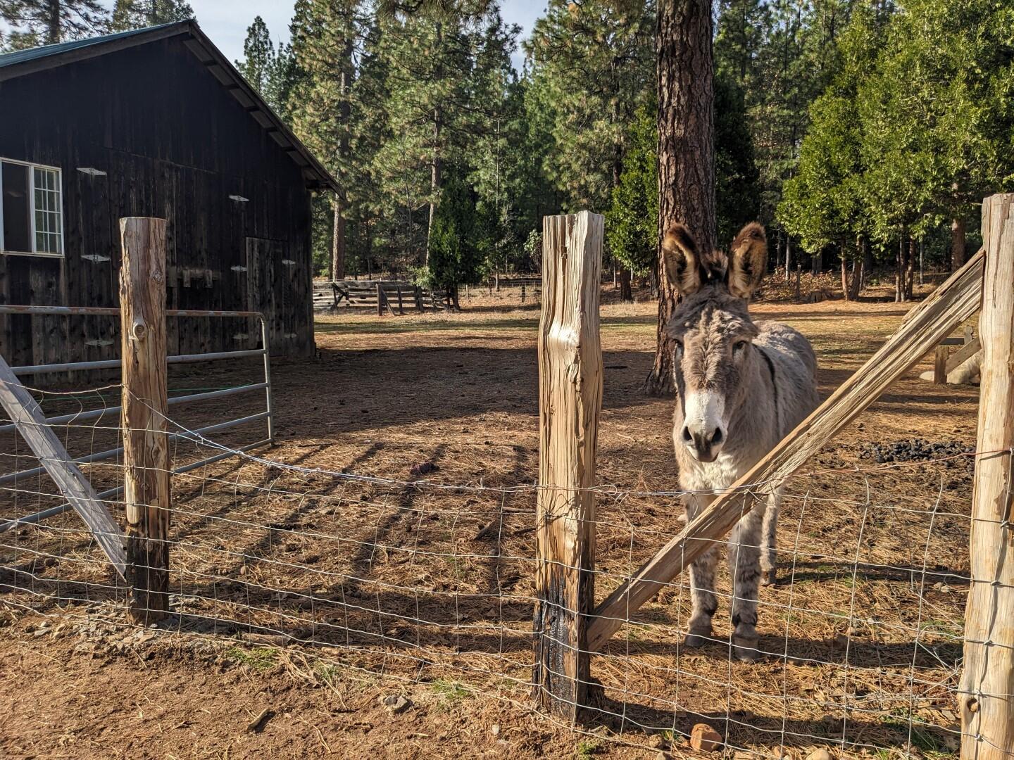 29276 Bullskin Ridge Road Oak Run, CA 96069 - Photo 75 of 113 BULLSKIN RIDGE RANCH