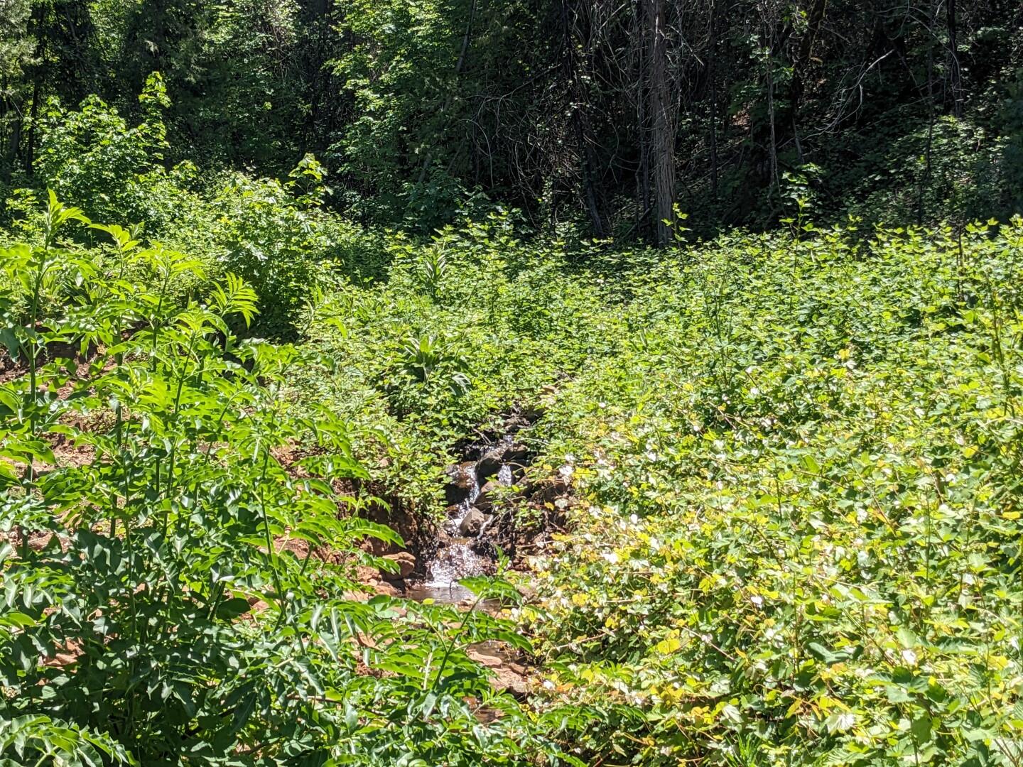 29276 Bullskin Ridge Road Oak Run, CA 96069 - Photo 76 of 113 BULLSKIN RIDGE RANCH