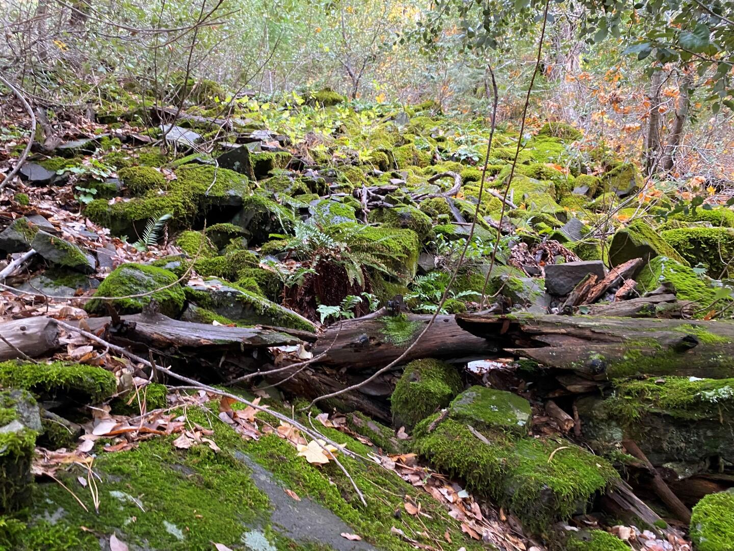 29276 Bullskin Ridge Road Oak Run, CA 96069 - Photo 77 of 113 BULLSKIN RIDGE RANCH