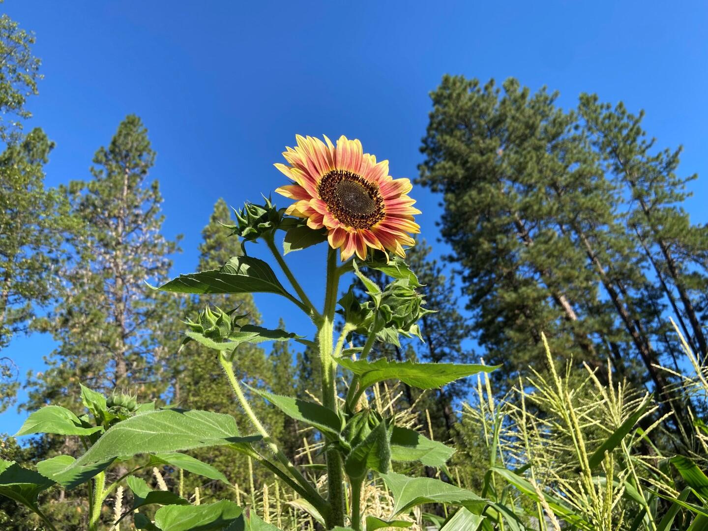 29276 Bullskin Ridge Road Oak Run, CA 96069 - Photo 80 of 113 BULLSKIN RIDGE RANCH