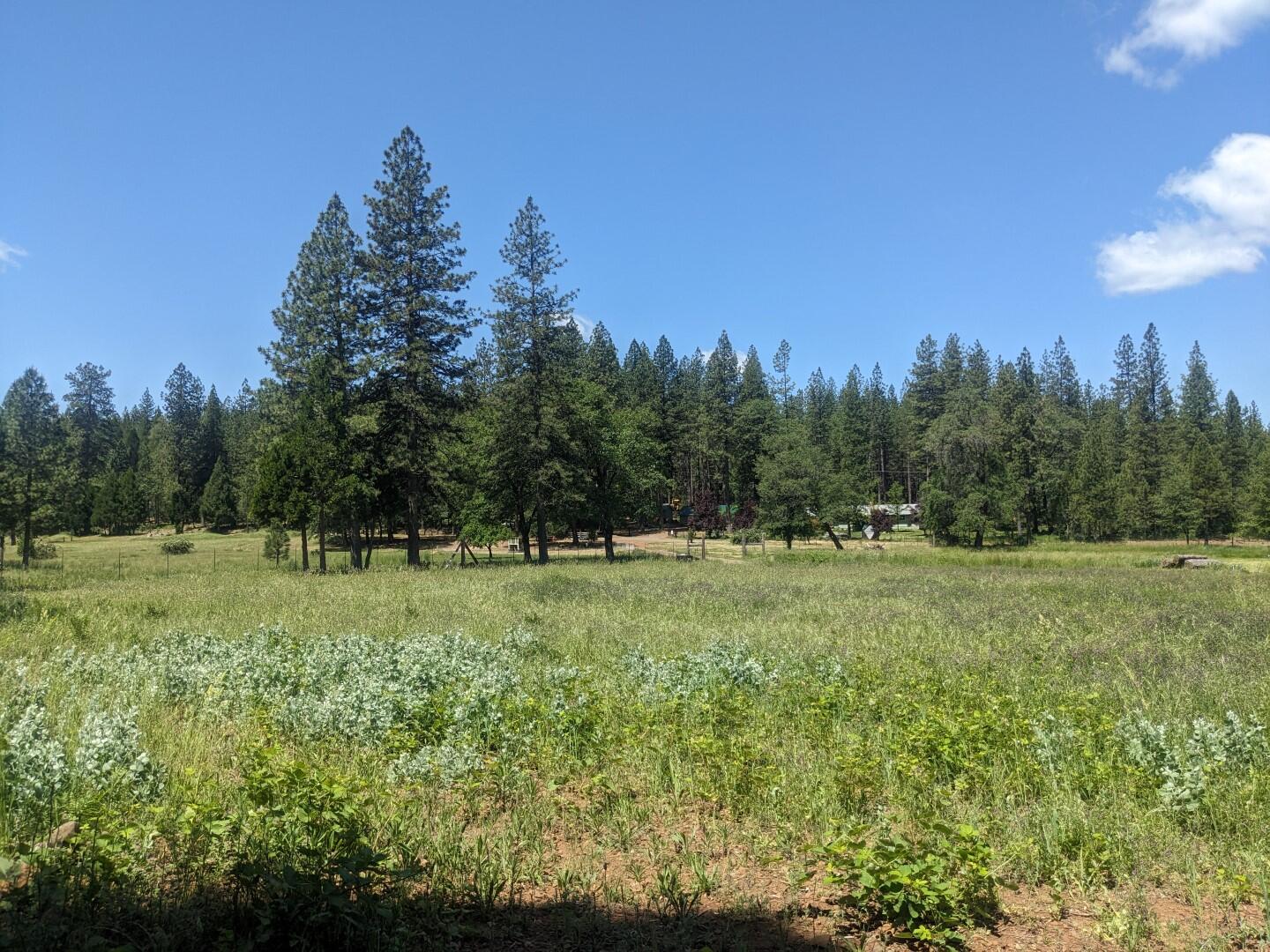 29276 Bullskin Ridge Road Oak Run, CA 96069 - Photo 83 of 113 BULLSKIN RIDGE RANCH