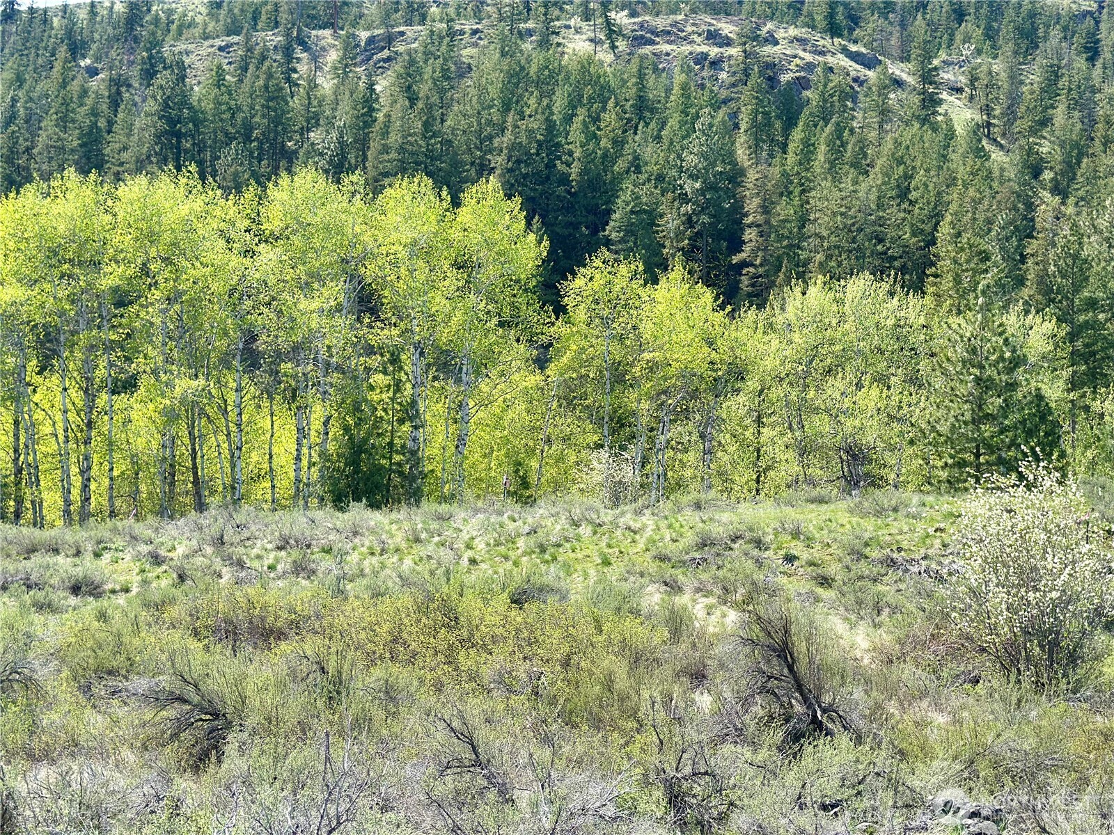 2 X Alder Road Twisp, WA 98856 - Photo 19 of 38