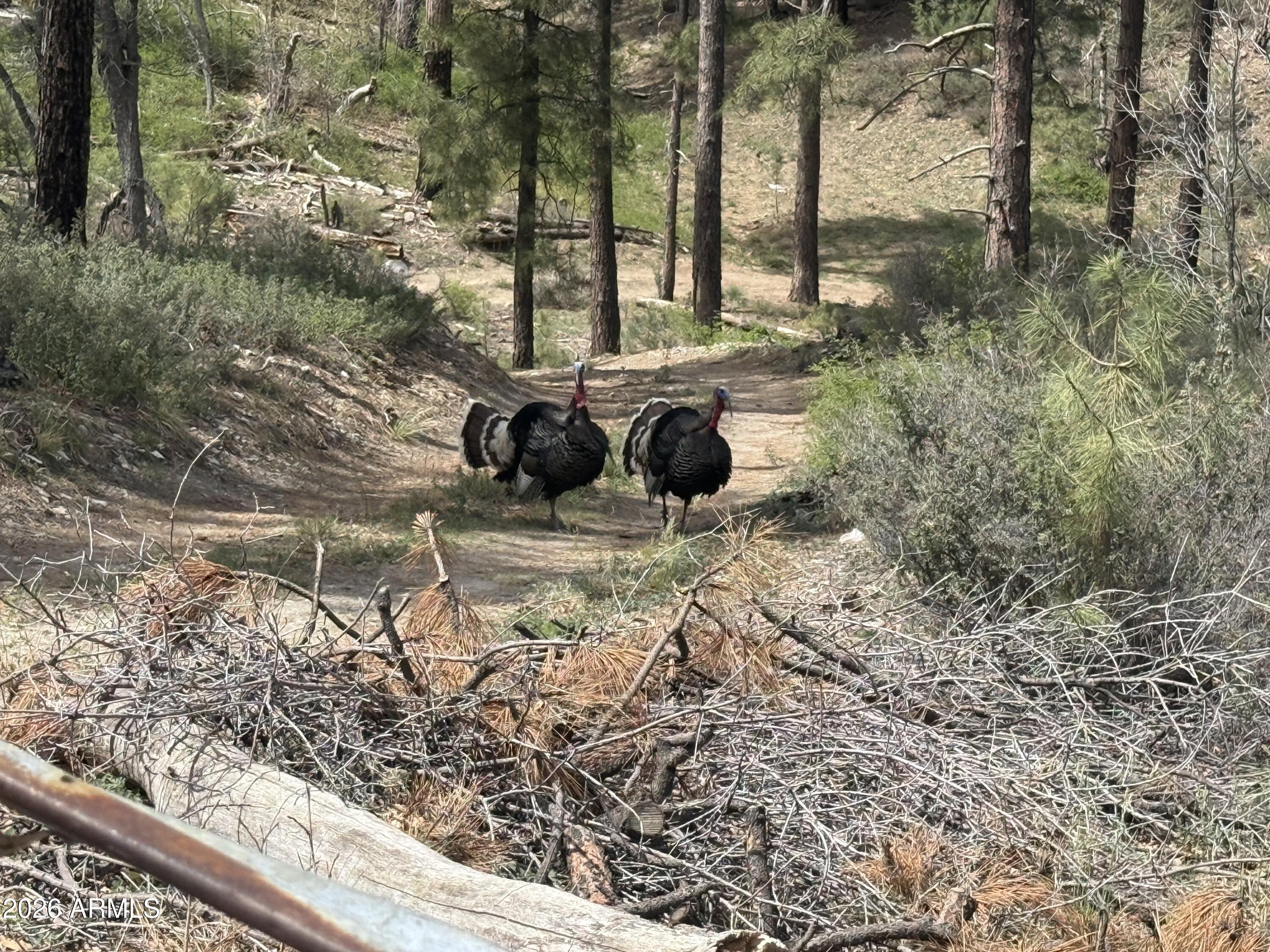 0 East Wild Flower Road Crown King, AZ 86343 - Photo 2 of 4 Wild turkeys on the property