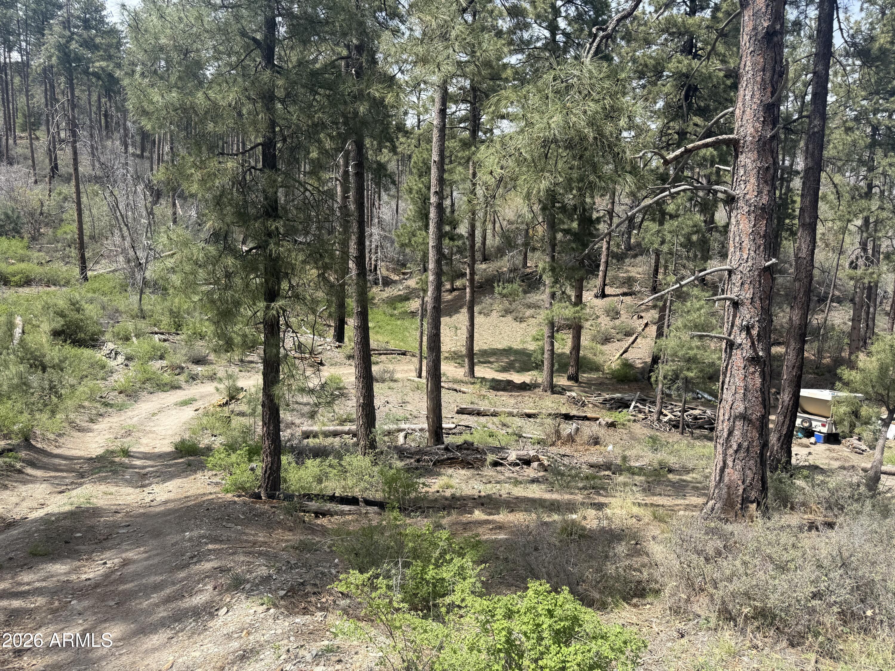 0 East Wild Flower Road Crown King, AZ 86343 - Photo 3 of 4 Tall pines