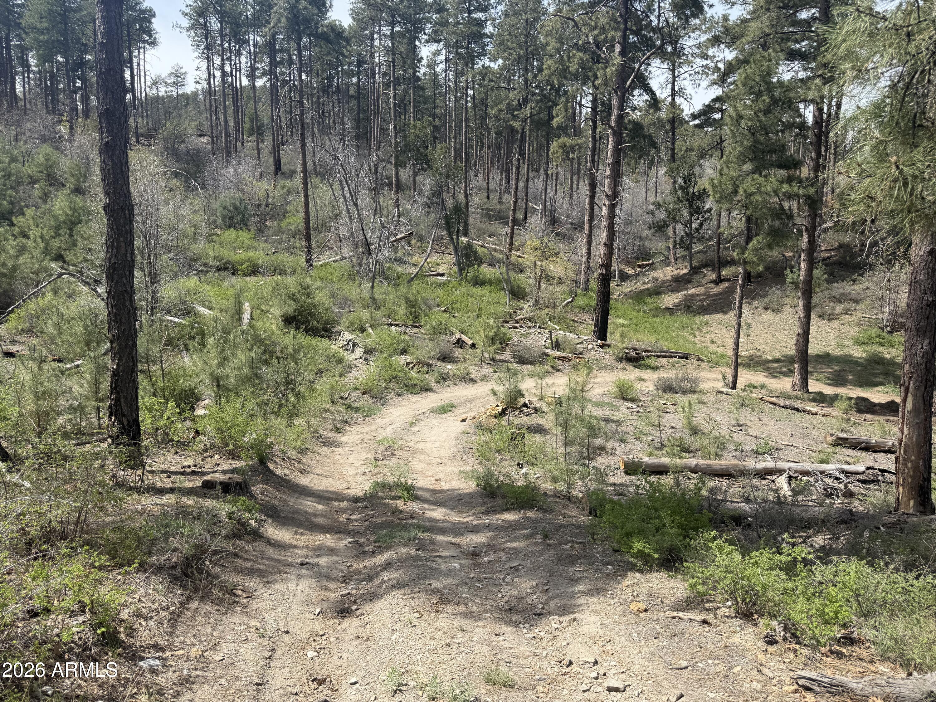 0 East Wild Flower Road Crown King, AZ 86343 - Photo 4 of 4 Driveway